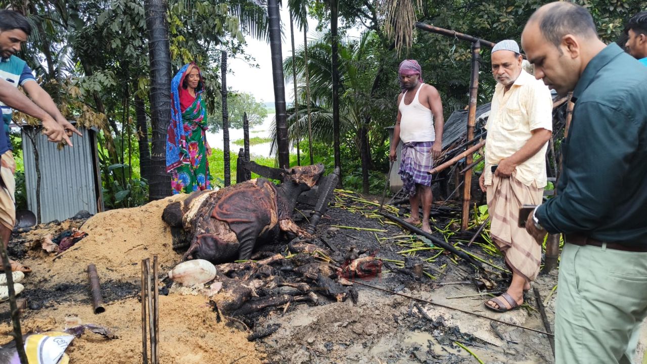 মদনে গোয়াল ঘরে আগুনে পুড়ে মরল ২ গাভী, ক্ষতি প্রায় ৩ লাখ টাকা